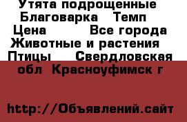 Утята подрощенные “Благоварка“,“Темп“ › Цена ­ 100 - Все города Животные и растения » Птицы   . Свердловская обл.,Красноуфимск г.